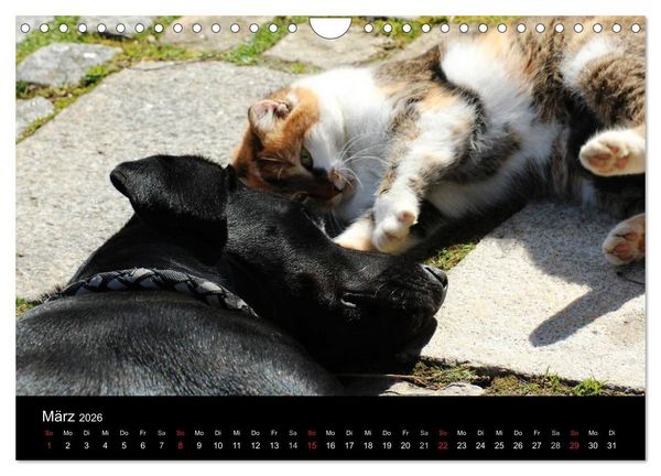 Produktbild: Der schwarze Hund und seine Freunde (Wandkalender 2026 DIN A4 quer), CALVENDO Monatskalender