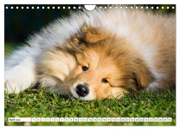 Produktbild: Colliewelpen - kleine Collies erobern die Welt (Wandkalender 2026 DIN A4 quer), CALVENDO Monatskalender