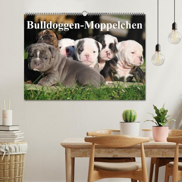 Produktbild: Bulldoggen-Moppelchen (Wandkalender 2026 DIN A2 quer), CALVENDO Monatskalender