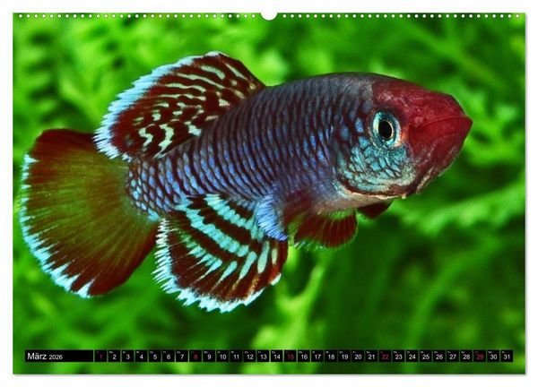 Produktbild: Killifische &ndash; Bunte Fische Afrikas (hochwertiger Premium Wandkalender 2026 DIN A2 quer), Kunstdruck in Hochglanz