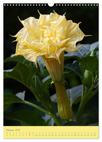 Produktbild: Brugmansia & Datura - Exotische Sch&ouml;nheiten (Wandkalender 2026 DIN A3 hoch), CALVENDO Monatskalender