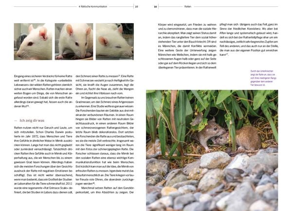 Produktbild: Ratten