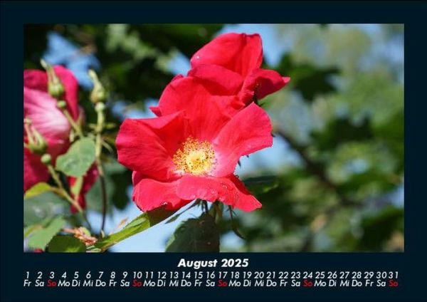 Produktbild: Blumentr&auml;ume 2025 Fotokalender DIN A5