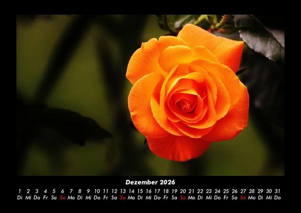 Produktbild: Rosentraum 2026 Fotokalender DIN A3
