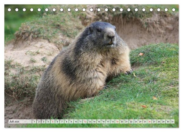 Produktbild: Wildtiere. Heimische Sch&ouml;nheiten (Tischkalender 2026 DIN A5 quer), CALVENDO Monatskalender