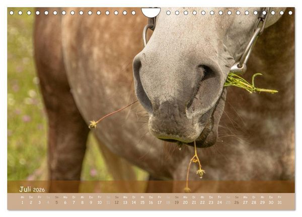 Produktbild: Mit Pferden durch&acute;s Jahr (Wandkalender 2026 DIN A4 quer), CALVENDO Monatskalender