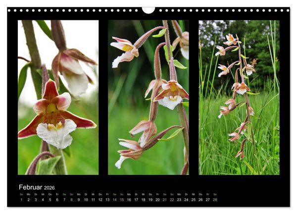 Produktbild: Heimische Orchideen im Dreierpack (Wandkalender 2026 DIN A3 quer), CALVENDO Monatskalender