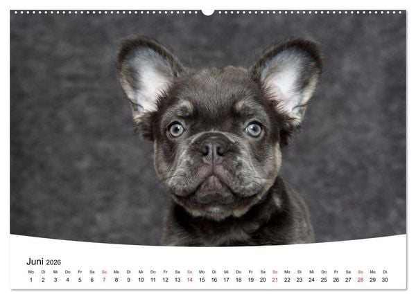 Produktbild: Bullys - Franz&ouml;sische Bulldoggen 2026 (Wandkalender 2026 DIN A2 quer), CALVENDO Monatskalender