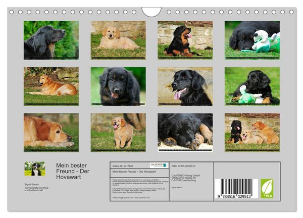 Produktbild: Mein bester Freund - Der Hovawart (Wandkalender 2026 DIN A4 quer), CALVENDO Monatskalender