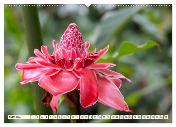 Produktbild: Costa Rica - Farben des Regenwaldes (Wandkalender 2026 DIN A2 quer), CALVENDO Monatskalender