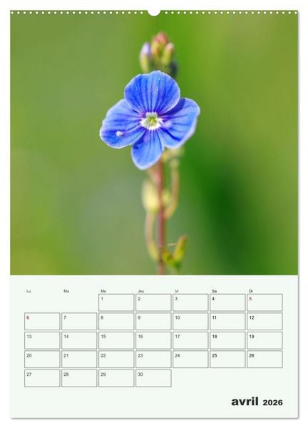 Produktbild: Fleurs en toute simplicit&eacute; - Beaut&eacute; minimaliste (Calendrier mural 2026 DIN A2 horizontal) calendrier de bureau