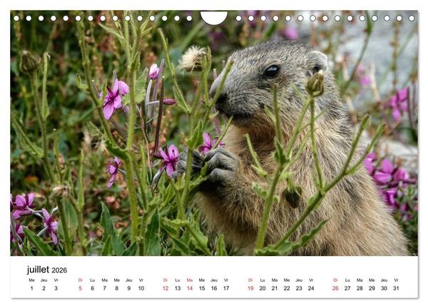 Produktbild: Le monde des marmottes en Haute Maurienne (Calendrier mural 2026 DIN A4 vertical), CALVENDO calendrier mensuel