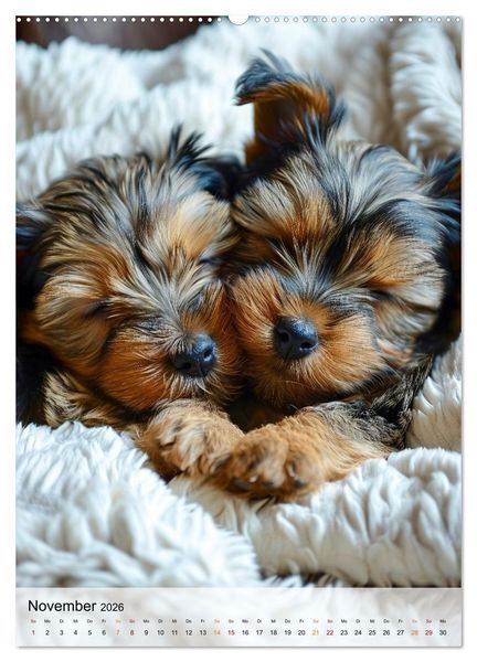 Produktbild: Yorkshire Terrier - ein Hund mit starkem Charakter (hochwertiger Premium Wandkalender 2026 DIN A2 hoch), Kunstdruck in Hochglanz