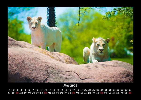 Produktbild: Tierkalender 2026 Fotokalender DIN A3