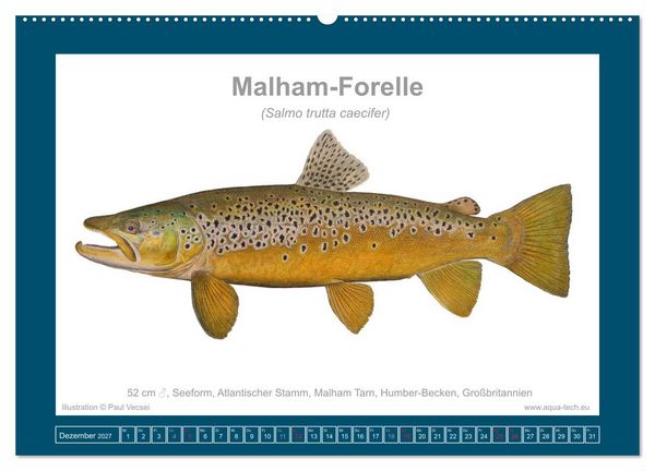 Produktbild: Fisch als Kunst 2027: Seeforellen (Wandkalender 2027 DIN A2 quer), CALVENDO Monatskalender