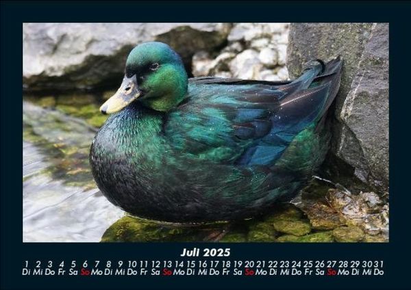 Produktbild: Welt der V&ouml;gel 2025 Fotokalender DIN A5
