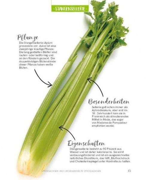 Regrowing – Neue Triebe aus Obst- und Gemüseresten