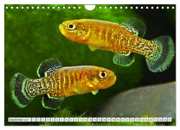 Produktbild: Outdoor-Aquaristik (Wandkalender 2027 DIN A4 quer), CALVENDO Monatskalender