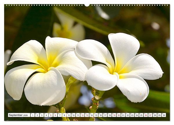 Produktbild: Rarotonga - Trauminsel im S&uuml;dpazifik. (Wandkalender 2026 DIN A2 quer), CALVENDO Monatskalender
