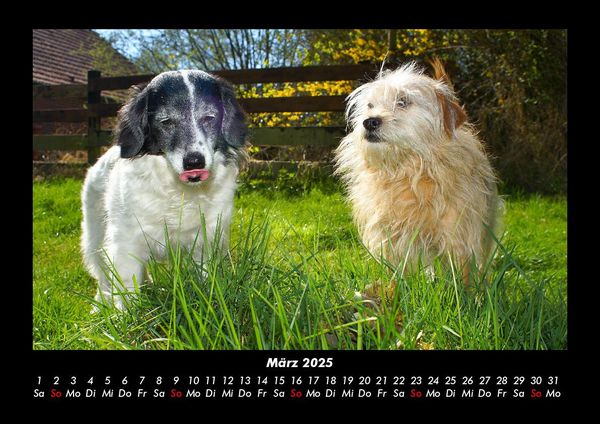 Produktbild: Hundezauber 2025 Fotokalender DIN A3