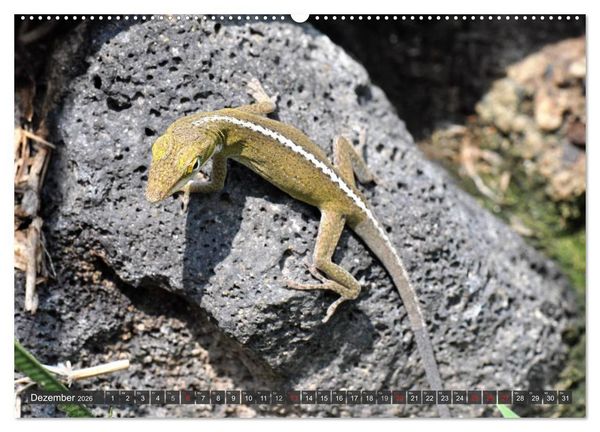 Produktbild: Wilde Fauna - Reptilien (hochwertiger Premium Wandkalender 2026 DIN A2 quer), Kunstdruck in Hochglanz