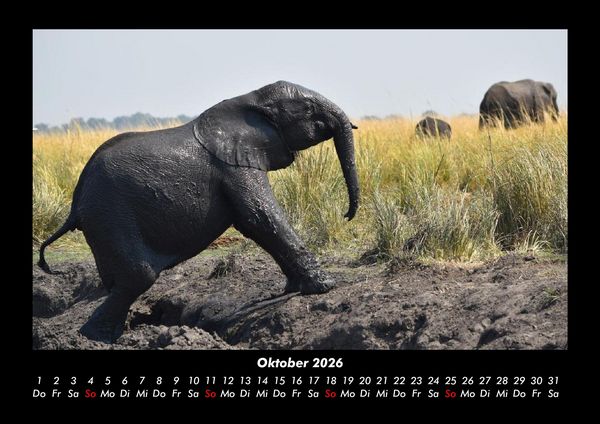 Produktbild: Elefanten - Die sanften Riesen Afrikas 2026 Fotokalender DIN A3