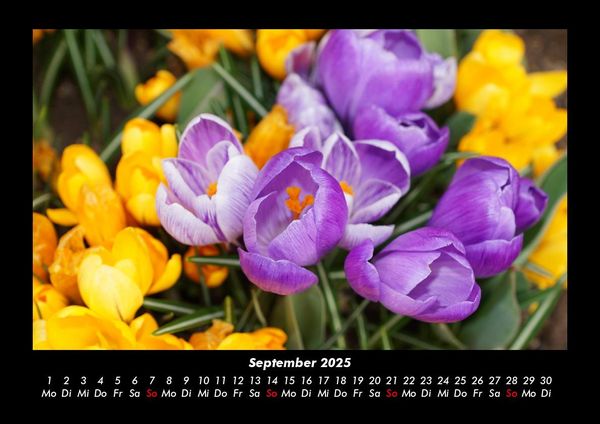 Produktbild: Blumenzauber 2025 Fotokalender DIN A3