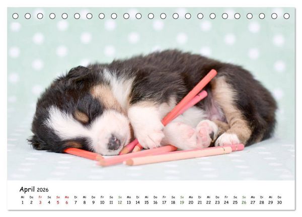Produktbild: Baby Pfoten (Tischkalender 2026 DIN A5 quer), CALVENDO Monatskalender
