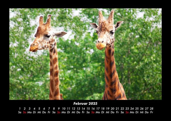 Produktbild: Giraffen 2025 Fotokalender DIN A3