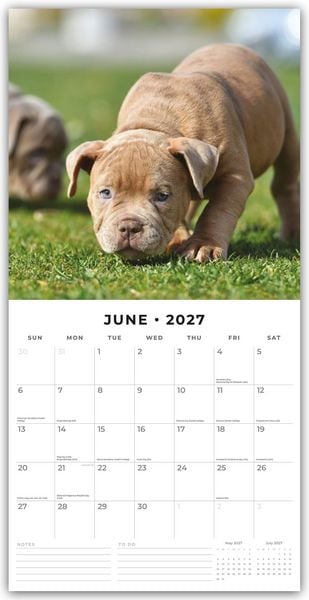 Produktbild: Staffordshire Bull Terrier Puppies &ndash; Staffordshire Bullterrier Welpen 2027 &ndash; 16-Monatskalender