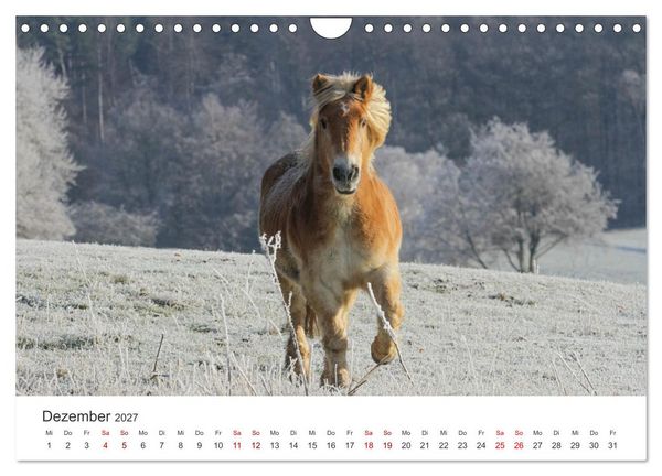 Produktbild: Haflinger - blonde Sch&ouml;nheiten (Wandkalender 2027 DIN A4 quer), CALVENDO Monatskalender