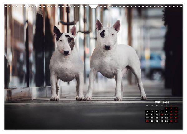 Produktbild: Listenhunde - mehr als nur eine Kategorie (Wandkalender 2026 DIN A3 quer), CALVENDO Monatskalender