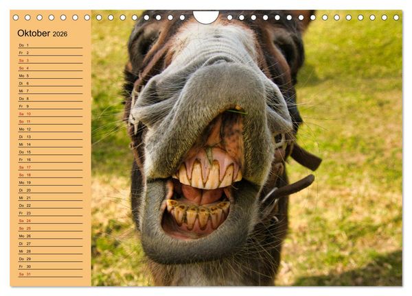 Produktbild: Liebenswerte Esel (Wandkalender 2026 DIN A4 quer), CALVENDO Monatskalender