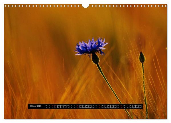 Produktbild: Bl&uuml;ten-Zauber am Wegesrand 2026 (Wandkalender 2026 DIN A3 quer), CALVENDO Monatskalender