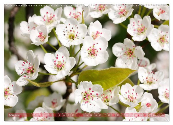 Produktbild: Wei&szlig;e Fr&uuml;hlingsbl&uuml;ten (Wandkalender 2026 DIN A2 quer), CALVENDO Monatskalender