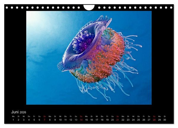 Produktbild: OCEAN - ART (Wandkalender 2026 DIN A4 quer), CALVENDO Monatskalender