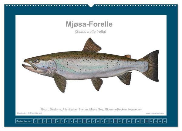 Produktbild: Fisch als Kunst 2027: Seeforellen (Wandkalender 2027 DIN A2 quer), CALVENDO Monatskalender