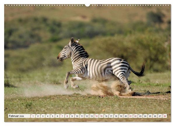 Produktbild: Faszination Afrika: Zebras (Wandkalender 2026 DIN A2 quer), CALVENDO Monatskalender