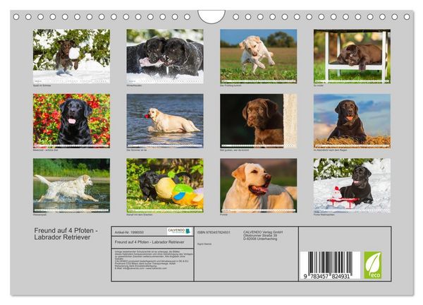 Produktbild: Freund auf 4 Pfoten - Labrador Retriever (Wandkalender 2026 DIN A4 quer), CALVENDO Monatskalender