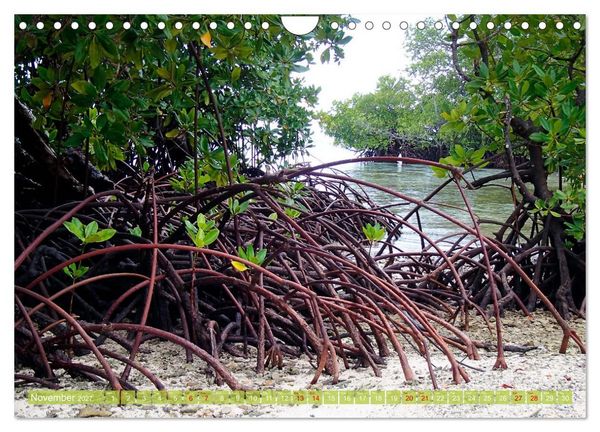 Produktbild: Mangroves - Valuable Habitat (Wall Calendar 2027 DIN A4 landscape), CALVENDO 12 Month Wall Calendar