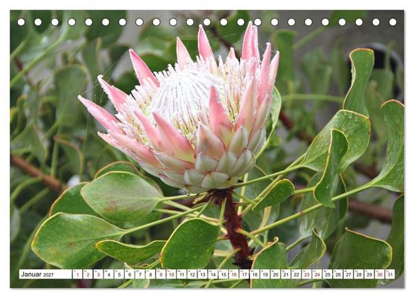 Produktbild: Bl&uuml;tenzauber auf Madeira. Wildblumen und Ziergew&auml;chse (Tischkalender 2027 DIN A5 quer), CALVENDO Monatskalender