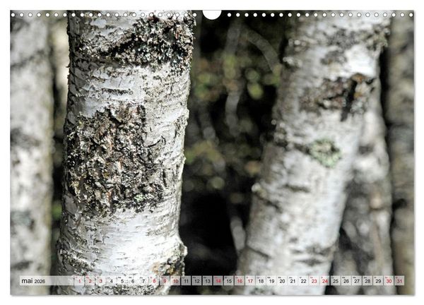 Produktbild: Au c&oelig;ur de la for&ecirc;t (Calendrier mural 2026 DIN A3 vertical), CALVENDO calendrier mensuel