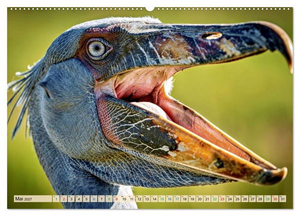 Produktbild: Schuhschnabel Vogel (Wandkalender 2027 DIN A2 quer), CALVENDO Monatskalender