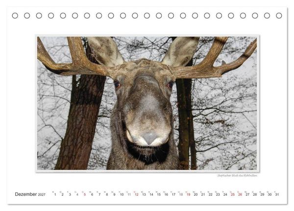 Produktbild: Emotionale Momente: Europ&auml;ischer Elch. (Tischkalender 2027 DIN A5 quer), CALVENDO Monatskalender