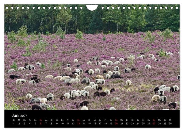 Produktbild: L&uuml;neburger Heide (Wandkalender 2027 DIN A4 quer), CALVENDO Monatskalender
