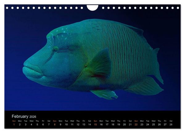 Produktbild: Water Dreams-journey through the sea (Wall Calendar 2026 DIN A4 landscape), CALVENDO 12 Month Wall Calendar