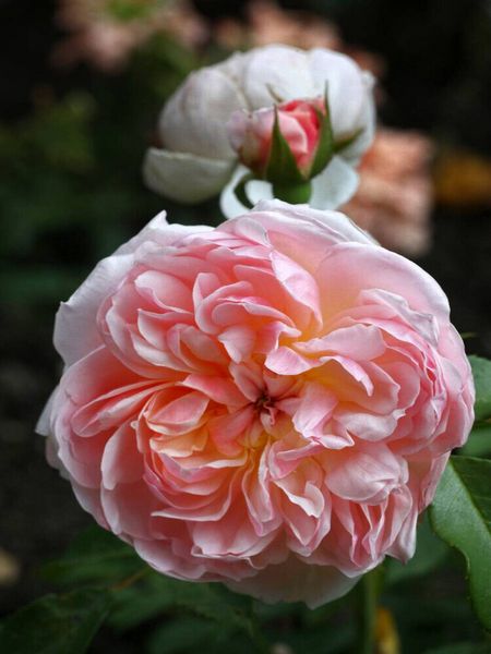 Produktbild: CALVENDO Puzzle Englische Rose, Apricot | 1000 Teile Lege-Gr&ouml;&szlig;e 64x48cm Foto-Puzzle f&uuml;r gl&uuml;ckliche Stunden