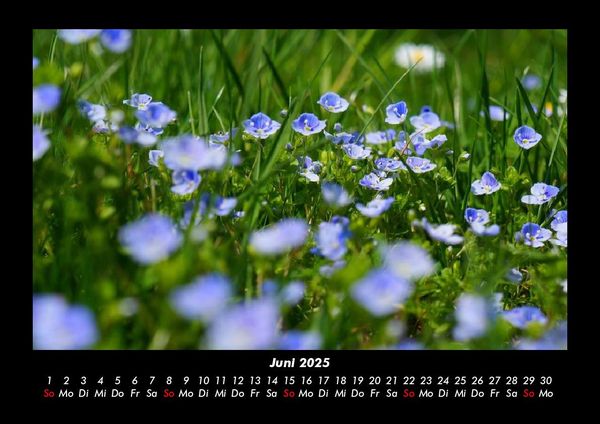 Produktbild: Blumentr&auml;ume 2025 Fotokalender DIN A3