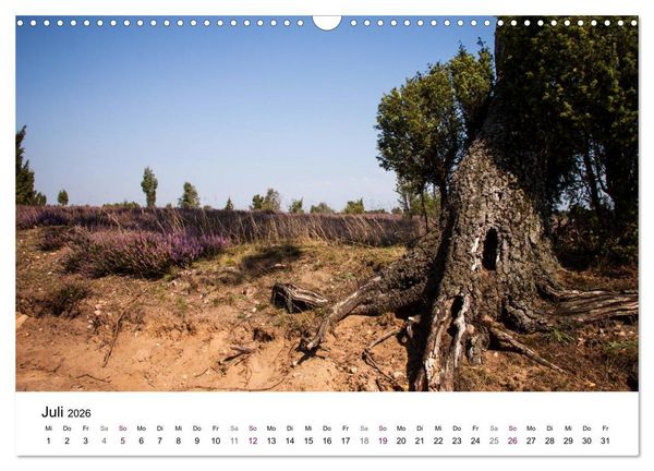 Produktbild: L&uuml;neburger Heide (Wandkalender 2026 DIN A3 quer), CALVENDO Monatskalender