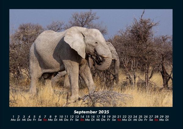 Produktbild: Der Elefantenkalender 2025 Fotokalender DIN A4